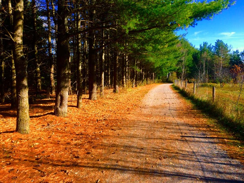 'Path to Winter' by Jonny Olsen